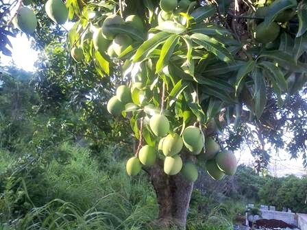 Jamaican Mangoes, So Many Types All Delicious